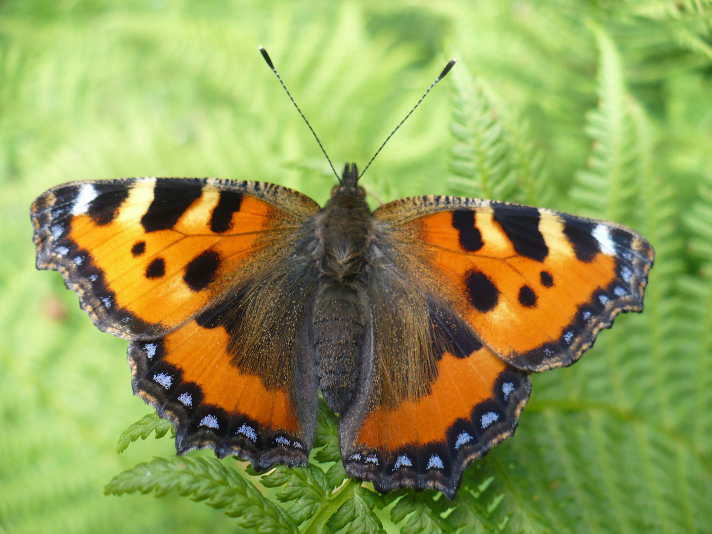 vanessa dell'ortica