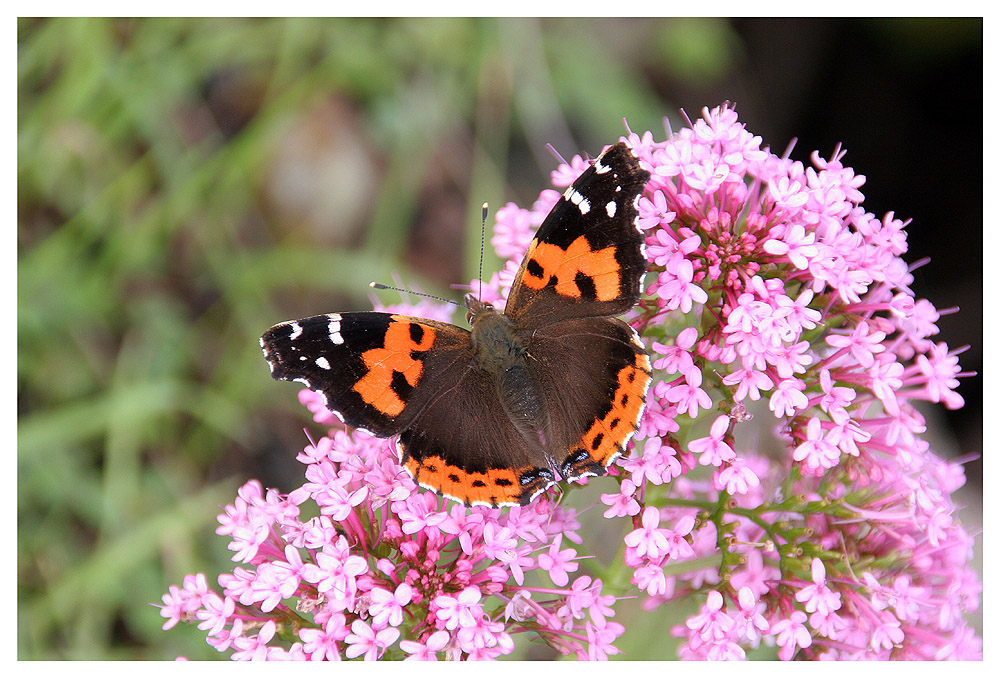 Vanessa indica vulcanica