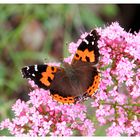 Vanessa indica vulcanica