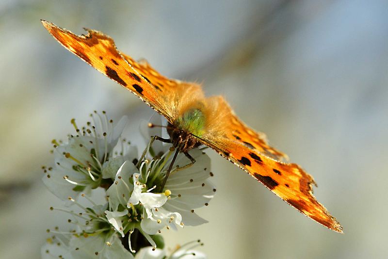 Vanessa multicolore