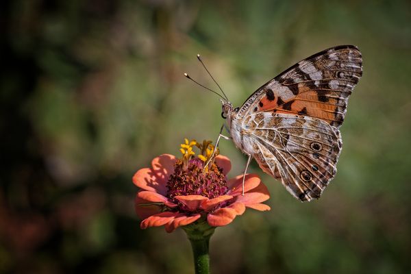 Vanessa sulla Zinnia