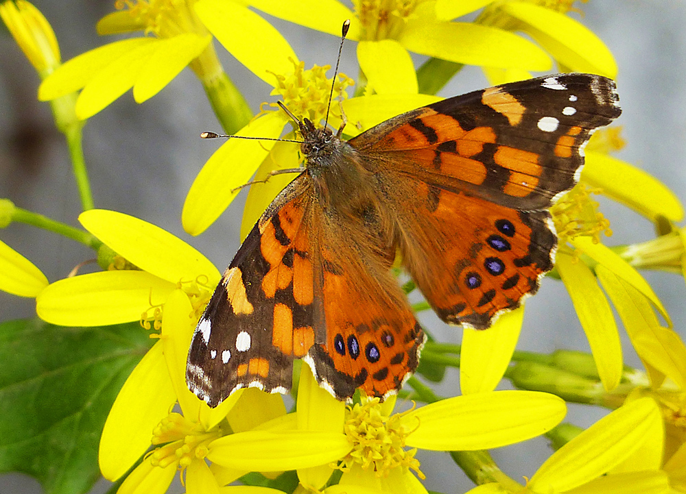 Vanessa virginensis