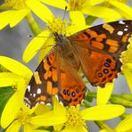 Vanessa virginensis