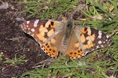 Vanesse des Chardons ou Belle Dame /Painted Lady