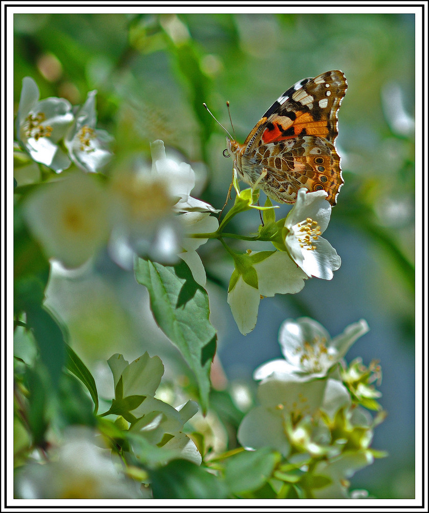 Vanesse des chardons,Belle Dame...