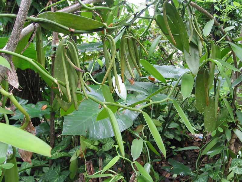 VANIGLIA SRI LANKA