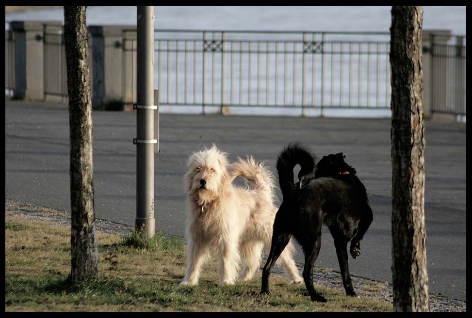 Vanilla & Lakritze beim Pas de Deux