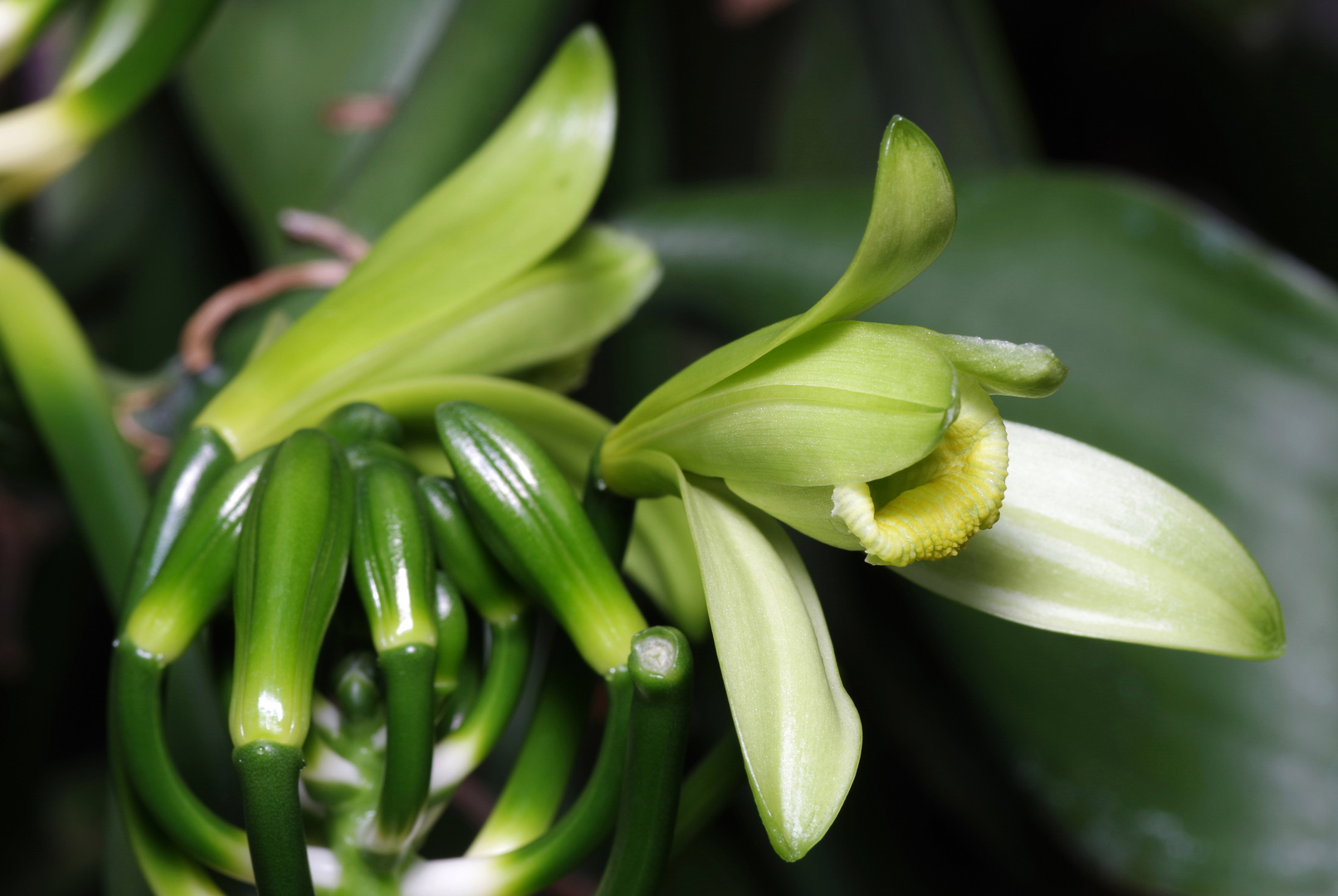Vanilla pompona Foto & Bild makro, grün, natur Bilder auf