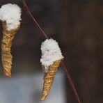 Vanille Eis im Waffelhörnchen