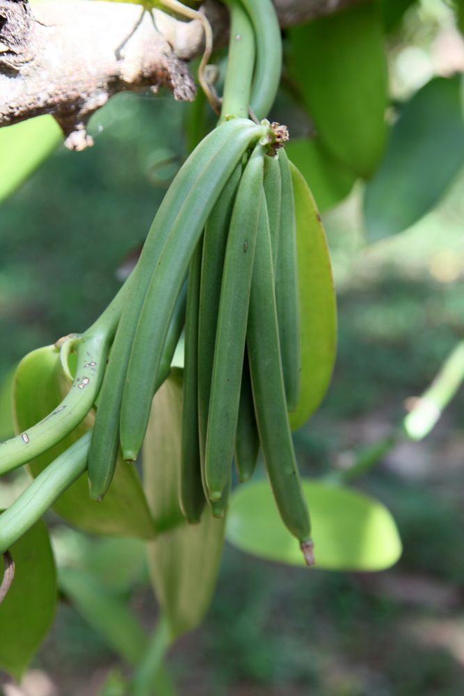 Vanille_1 Foto &amp; Bild | africa, eastern africa, tanzania Bilder auf ...