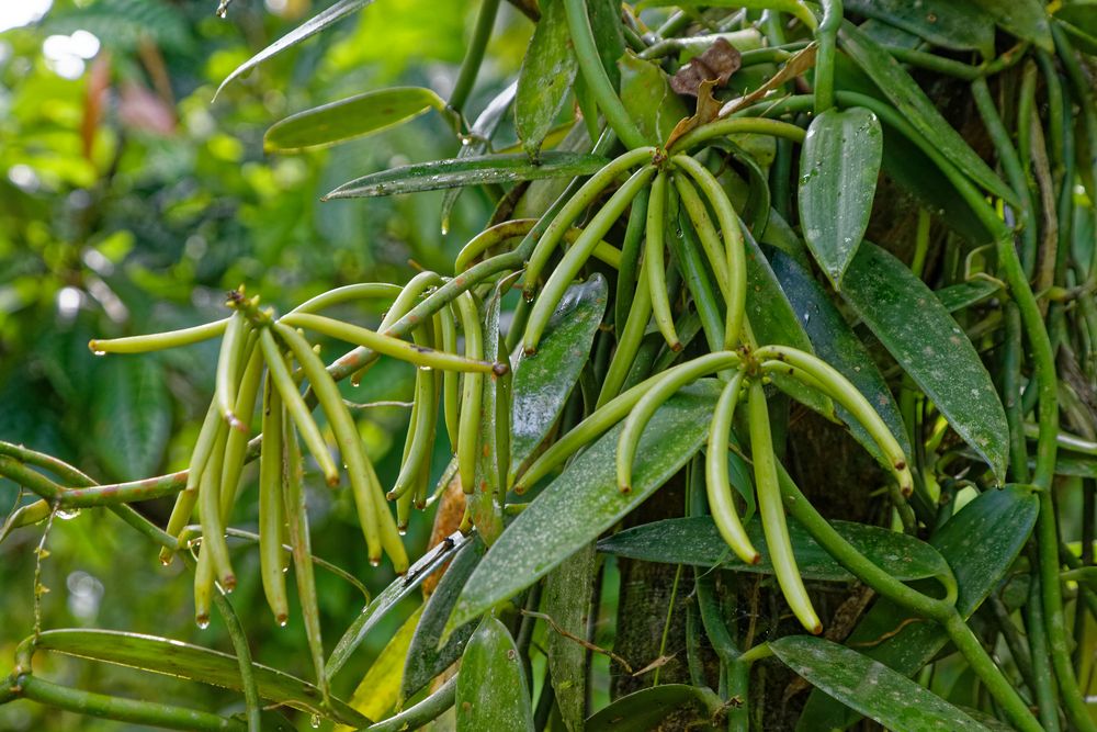 Vanille_2 Foto & Bild world, natur, pflanzen Bilder auf