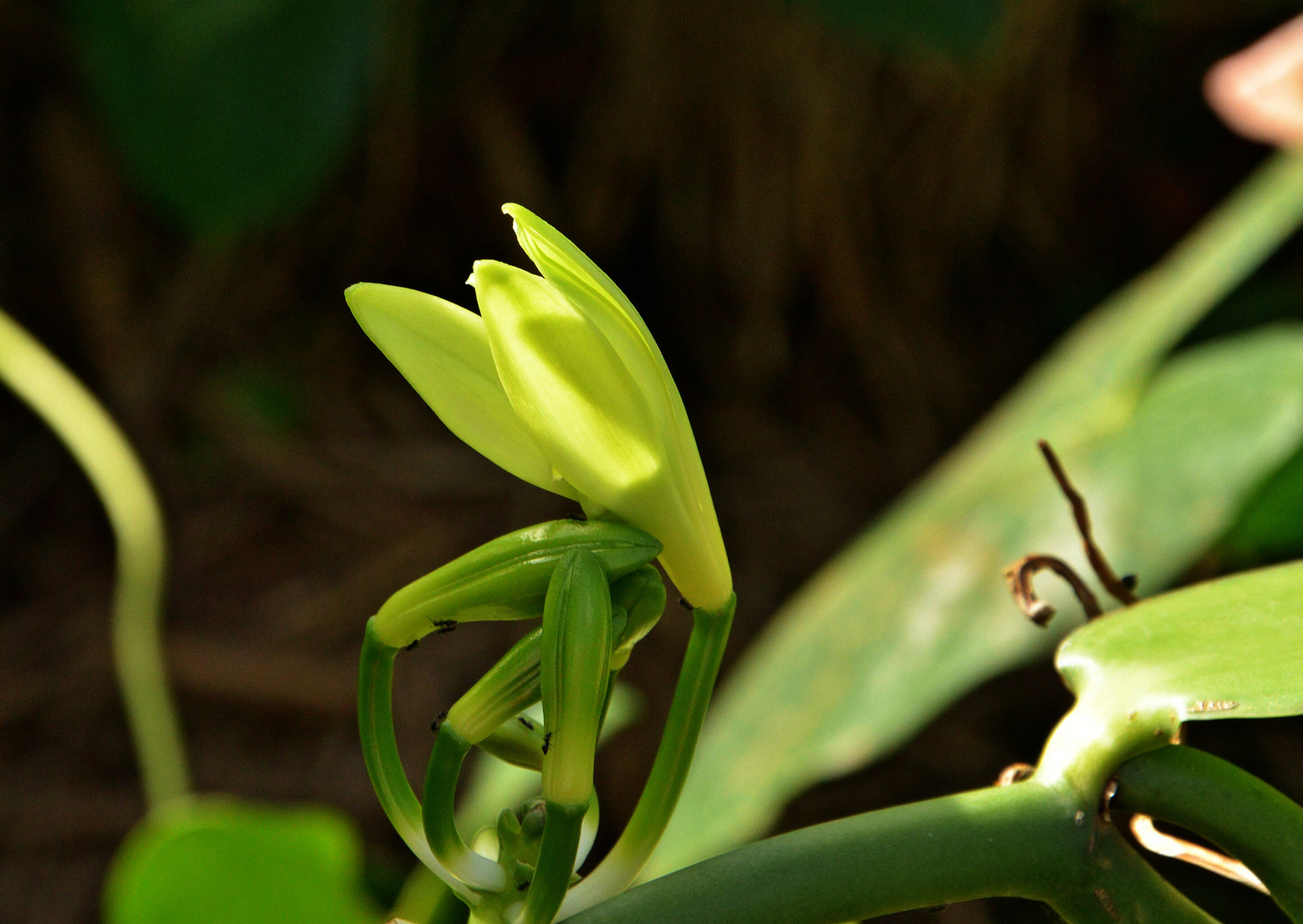 Vanilleblume