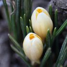 Vanillefarbener Krokus im Vorgarten