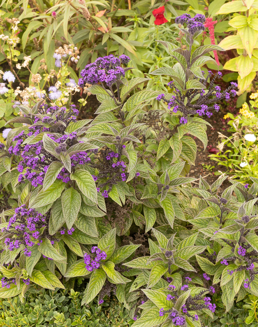 Vanillenblume (Heliotropium arborescens)