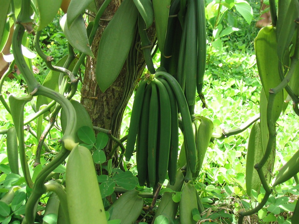 Vanilleschoten vor der Ernte in Madagaskar