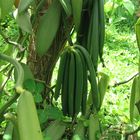 Vanilleschoten vor der Ernte in Madagaskar