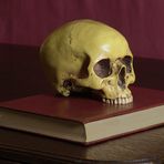 Vanitas Stillleben mit Totenkopf