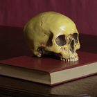 Vanitas Stillleben mit Totenkopf