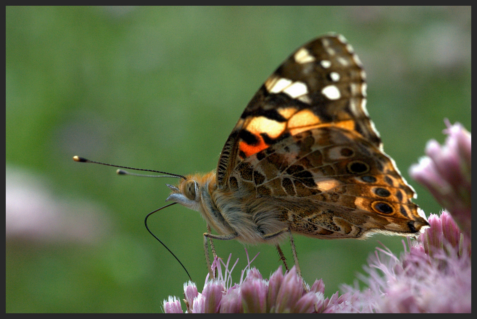 Vannessa-Cardui-Linnaeus (2)