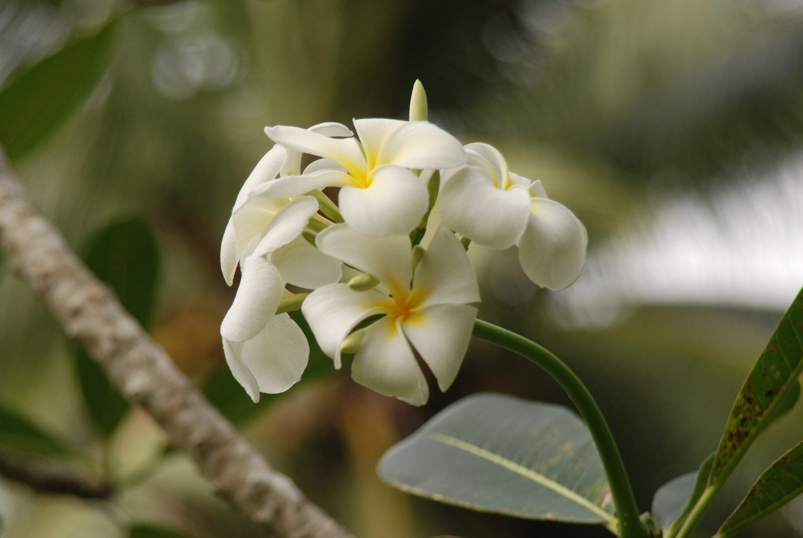 Vanuatu, Urwaldpflanzen