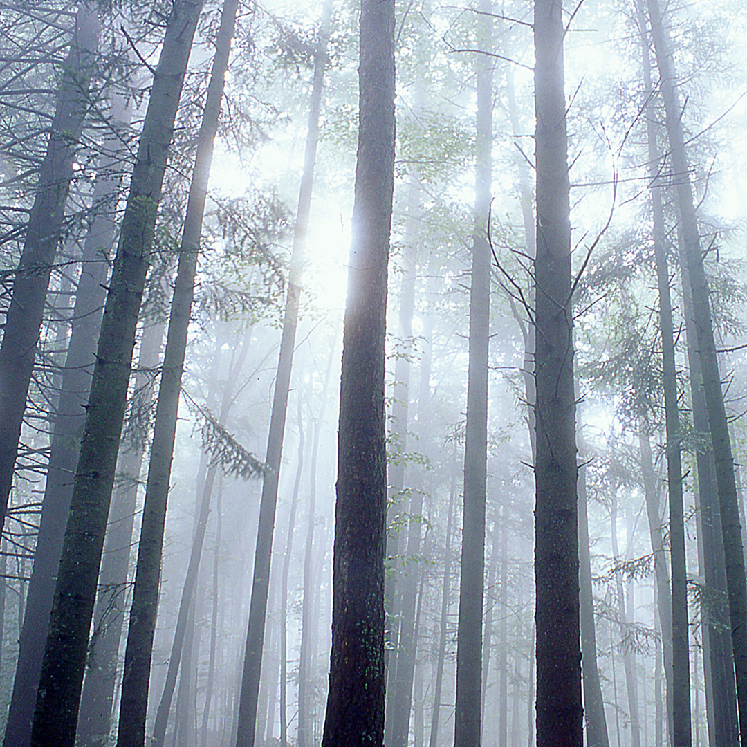 Vapore illuminato nel sottobosco