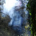 Vapori primaverili dentro il bosco