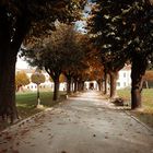 Vaprio d'Adda, viale alberato