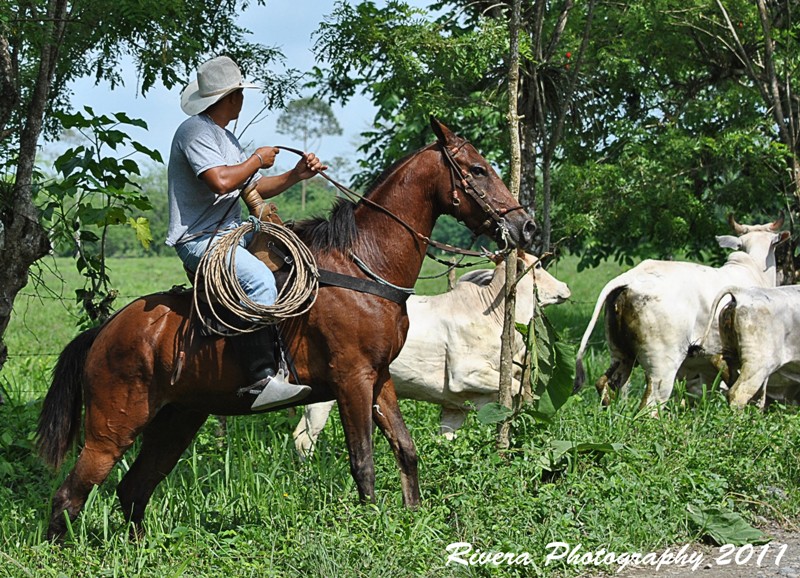 Vaquero Costeño de Ecuador