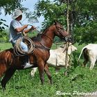 Vaquero Costeño de Ecuador