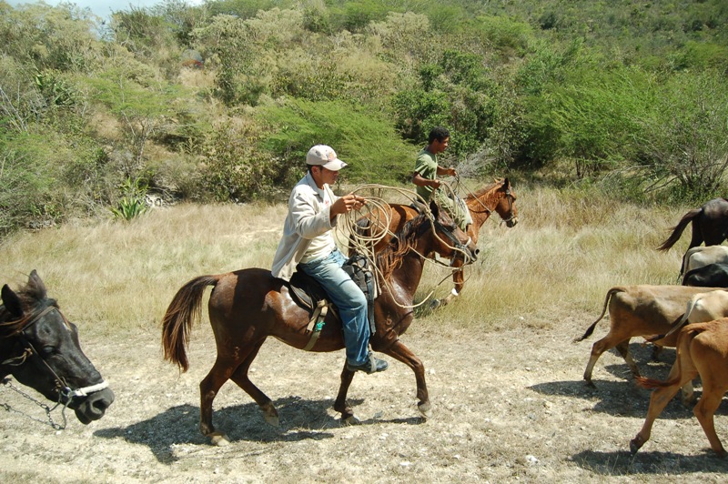 Vaqueros