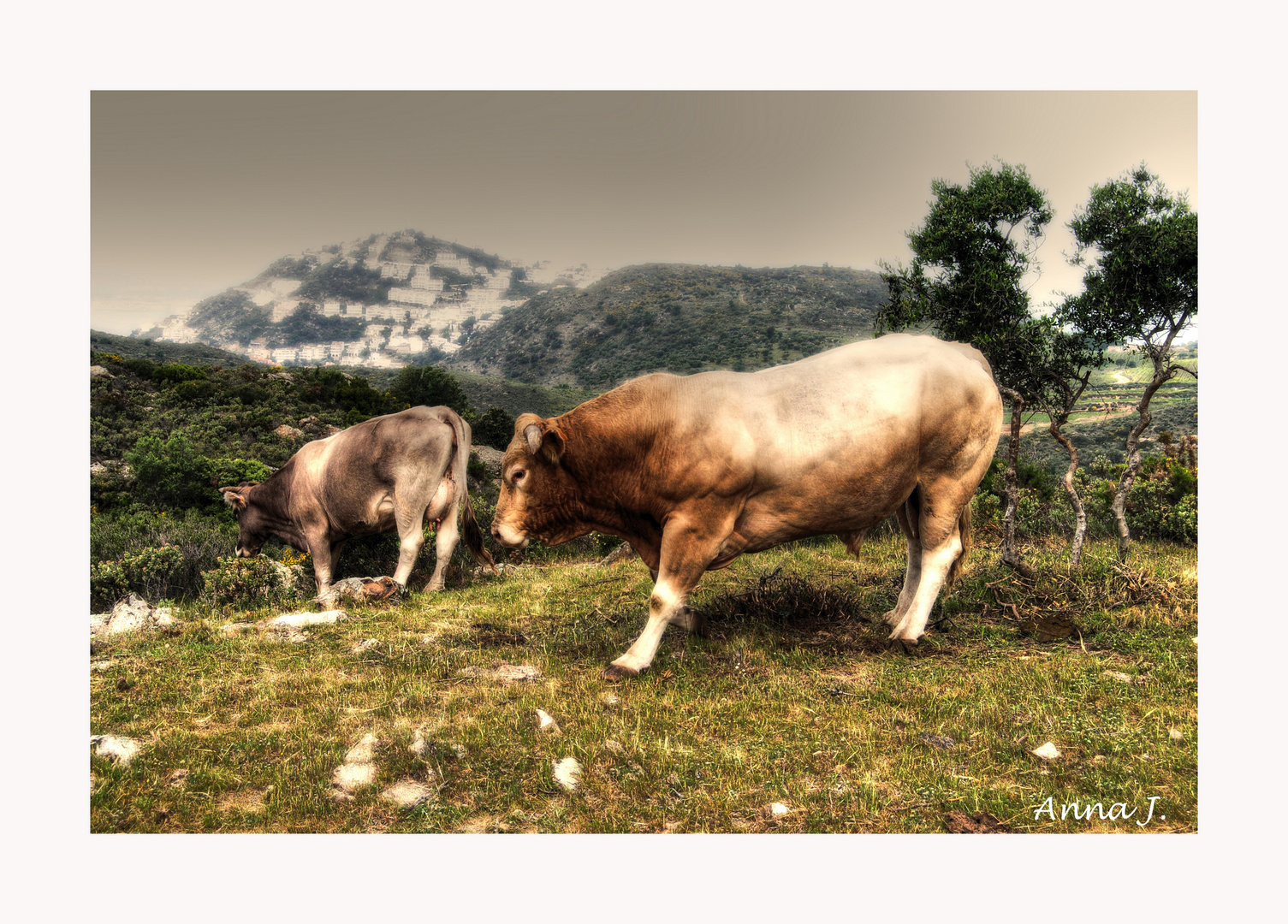 VAQUES DE CALA MONTJOI - COSTA BRAVA