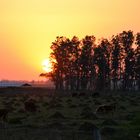 Vaquitas al Atardecer