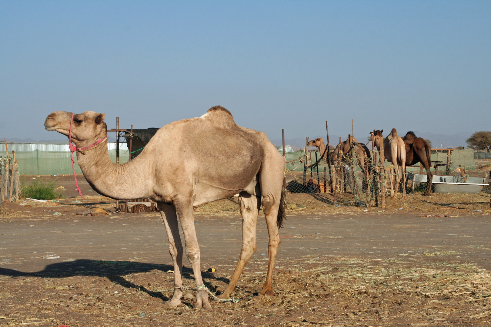 VAR: Auf dem Kamelmarkt 2