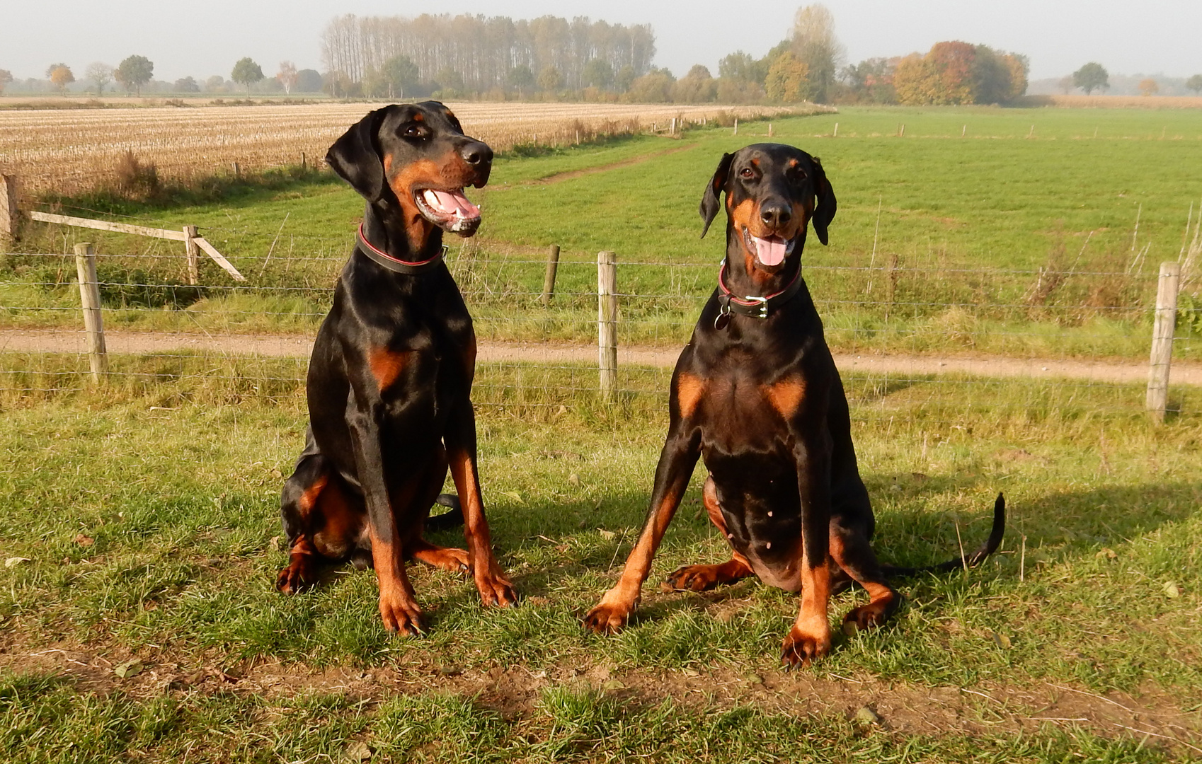 Vara und John Boy auf dem  Huntedeich