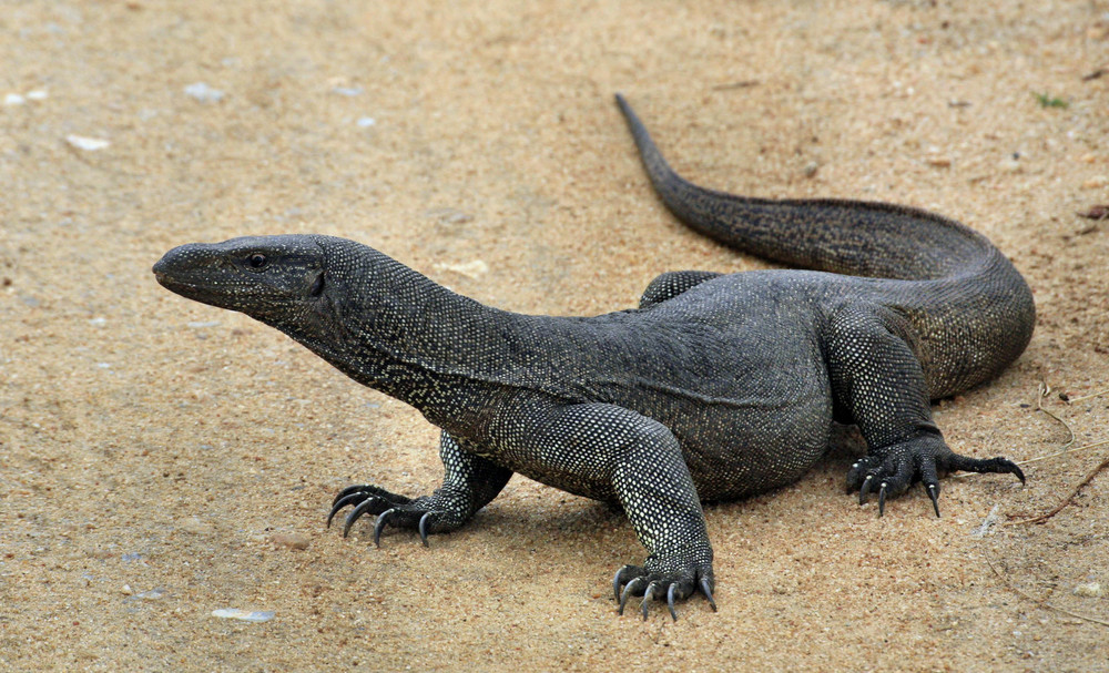 Varan Foto & Bild tiere, wildlife, amphibien & reptilien Bilder auf