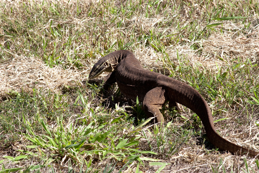 Varan bei Kununurra