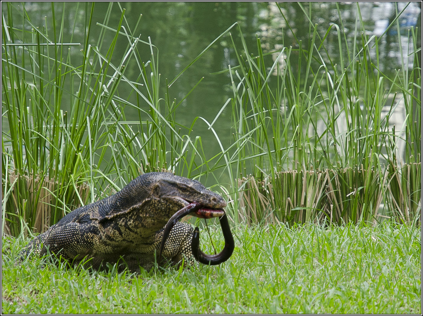 Varan dans le parc Lumphini de Bangkok