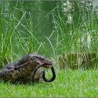 Varan dans le parc Lumphini de Bangkok