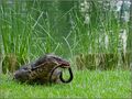 Varan dans le parc Lumphini de Bangkok de Gaby31 