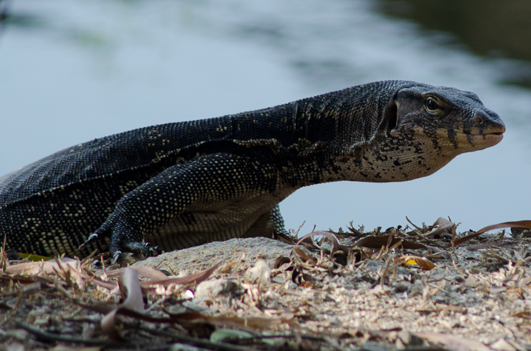 varan in malaysia