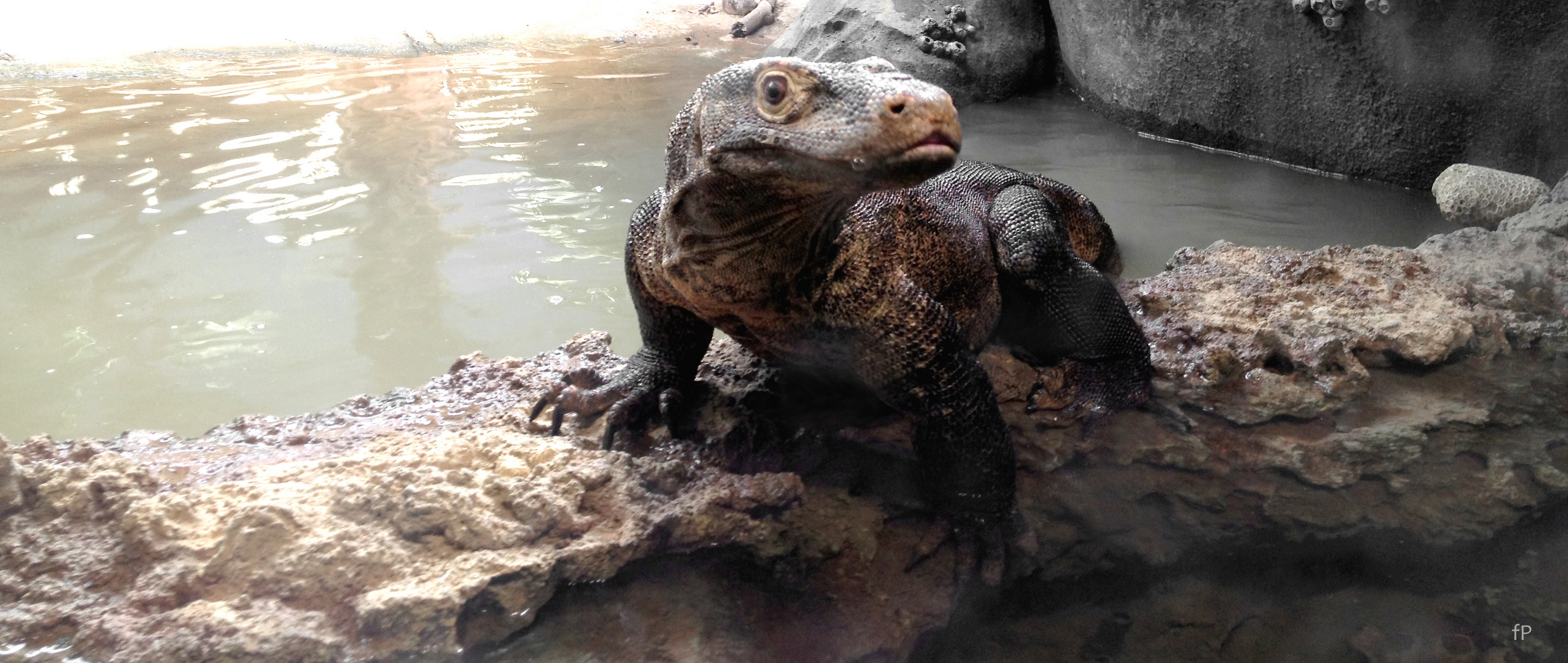 Varan mit dem perfekten Blick