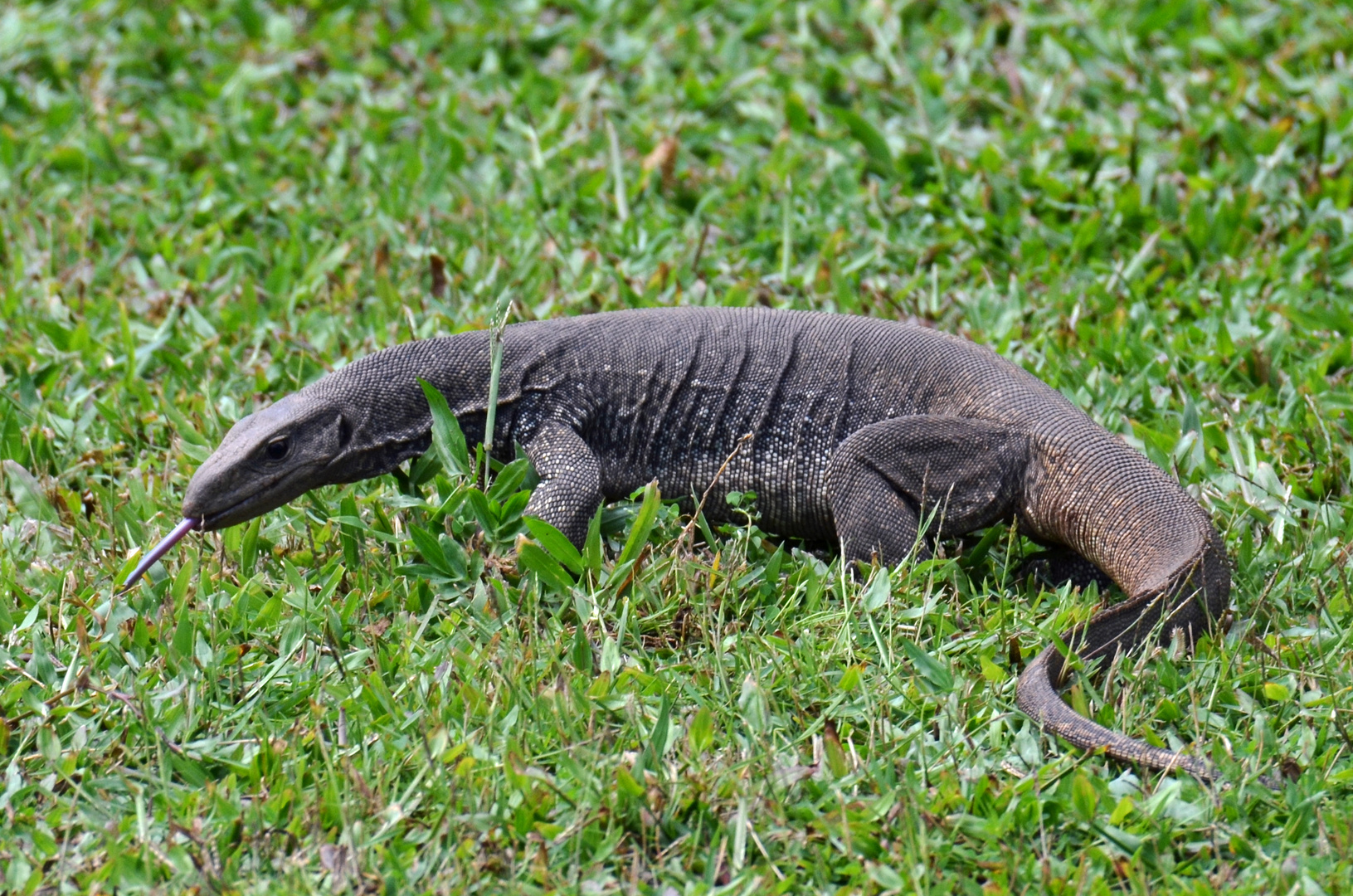 Varan Sri Lanka 2014 SL  