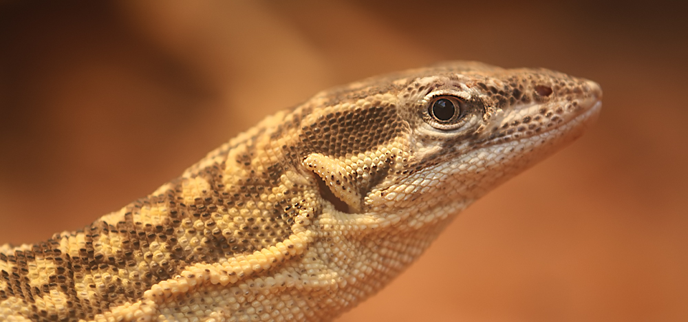 ~ varanus ~