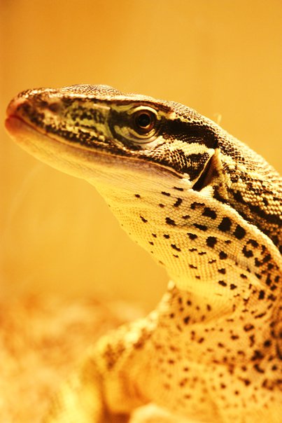 varanus