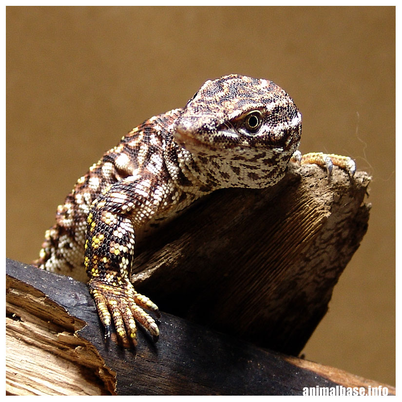 Varanus acanthurus acanthurus - Stachelschwanzwaran - "RedAckie" ll