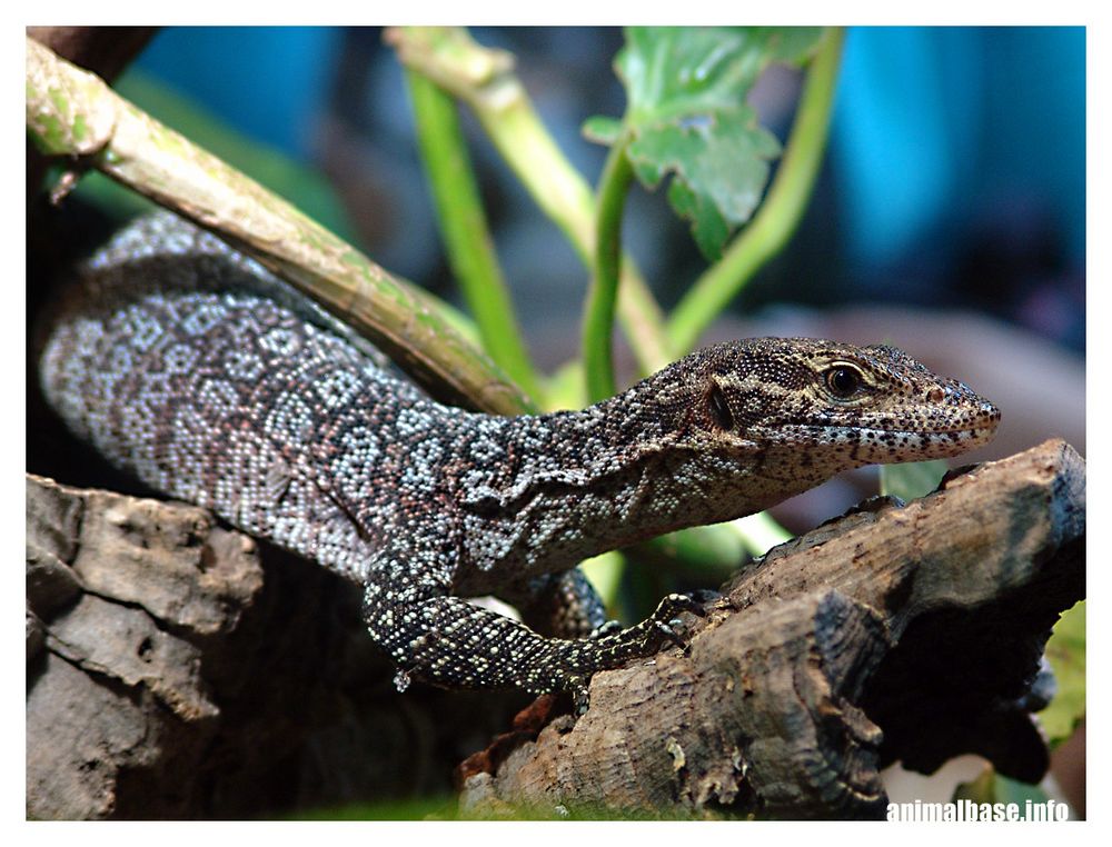 Varanus auffenbergi - Auffenbergs Waran