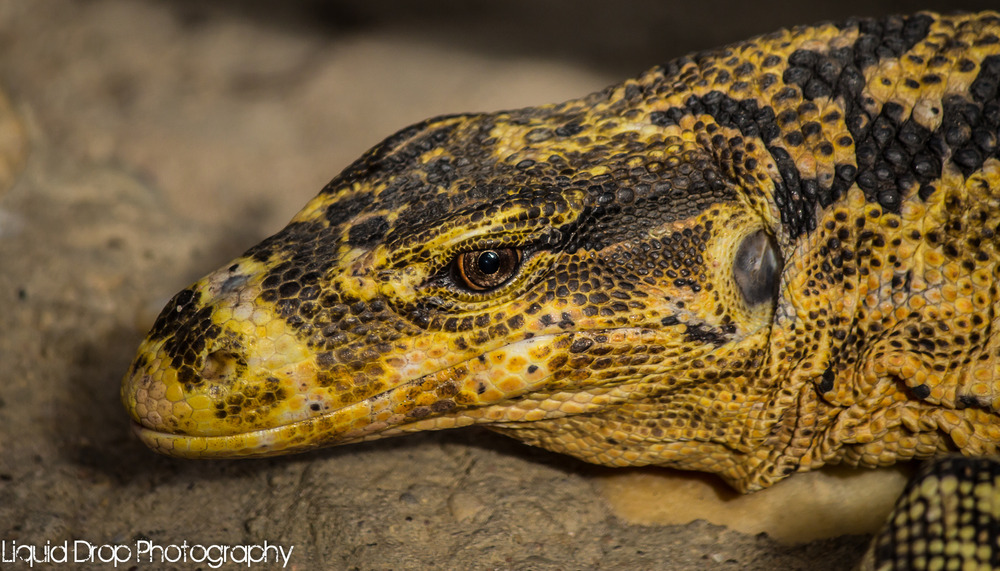 Varanus bitatawa