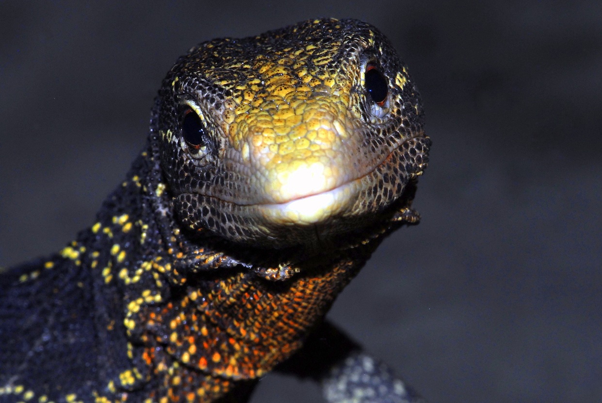 Varanus boehmei (Goldgefleckter Baumwaran)