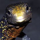 Varanus boehmei (Goldgefleckter Baumwaran)