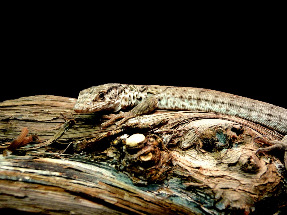 Varanus gilleni , Gillen´s Zwergwaran Foto & Bild tiere, wildlife